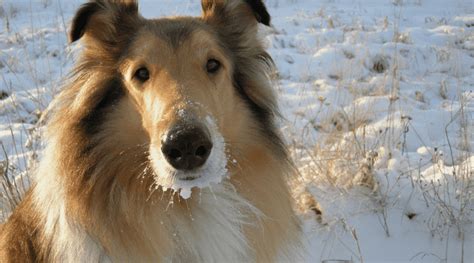 how long do collies live.